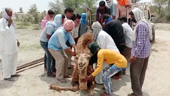 खेत में घुसी ऊंटनी तो कुल्हाड़ी से काट दिए पैर, तड़प- तड़पकर हुई मौत