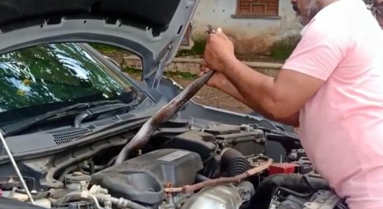 कार के बोनट में घुस गया ब्लैक कोबरा, इंजन से जा लिपटा