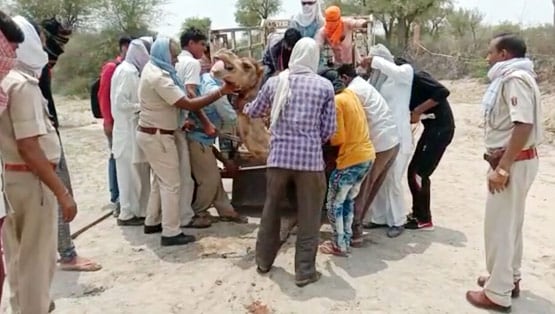 खेत में घुसी ऊंटनी तो कुल्हाड़ी से काट दिए पैर, तड़प- तड़पकर हुई मौत