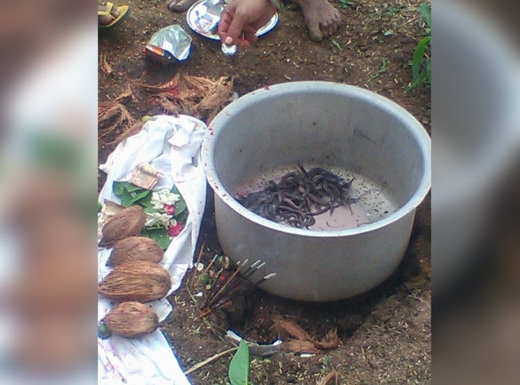 सावन में द‍िखे सांप के 100 बच्चे, पतीले में रख लोग करने लगे पूजा