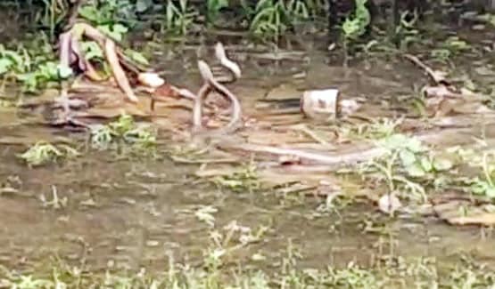 पानी में खेलता नजर आया सांप का जोड़ा, ऐसा नजारा देख लोग हैरान