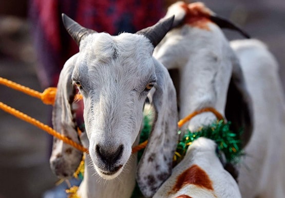 बकरीद पर कुर्बानी और ईदगाह पर नमाज क्यों है जरूरी? जानें पूरी कहानी