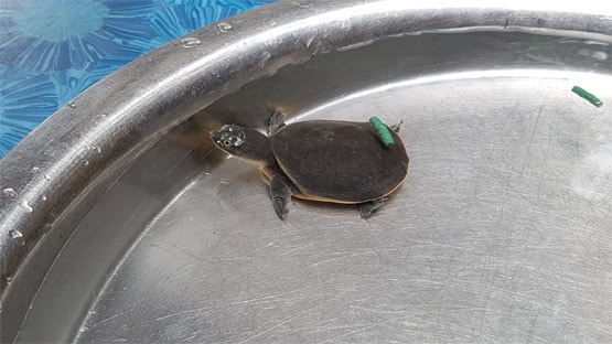 कारोबारी को म‍िला 16 नाखूनों वाला कछुआ, माना जाता है बेहद शुभ