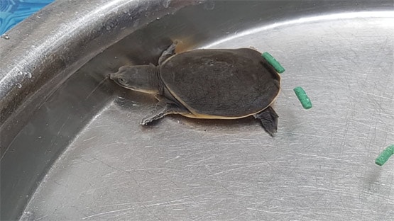 कारोबारी को म‍िला 16 नाखूनों वाला कछुआ, माना जाता है बेहद शुभ