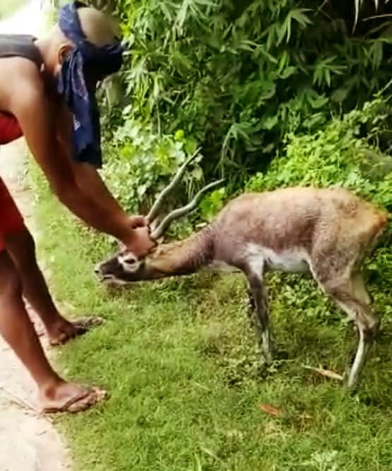 काले हिरण की मौत से सनसनी, वीडियो वायरल हुआ तो अफसरों की बोलती हुई बंद
