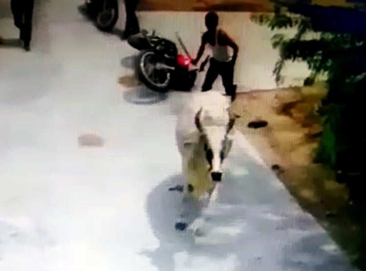 सांड ने बाइक सवार को मारी टक्कर, पैरों से रौंदा, बाल-बाल बची जान