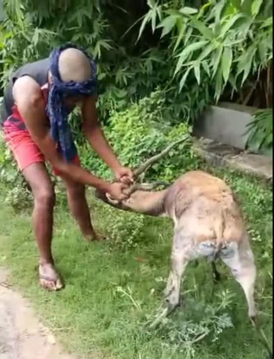 काले हिरण की मौत से सनसनी, वीडियो वायरल हुआ तो अफसरों की बोलती हुई बंद