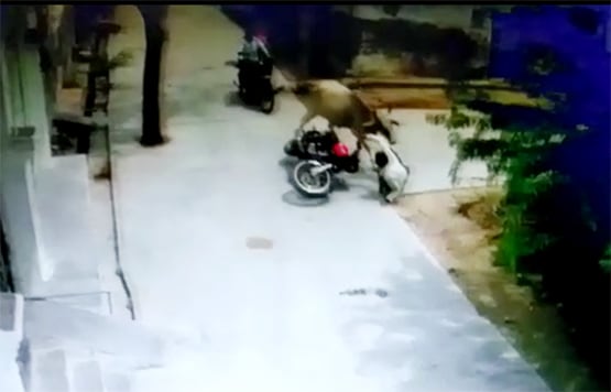 सांड ने बाइक सवार को मारी टक्कर, पैरों से रौंदा, बाल-बाल बची जान