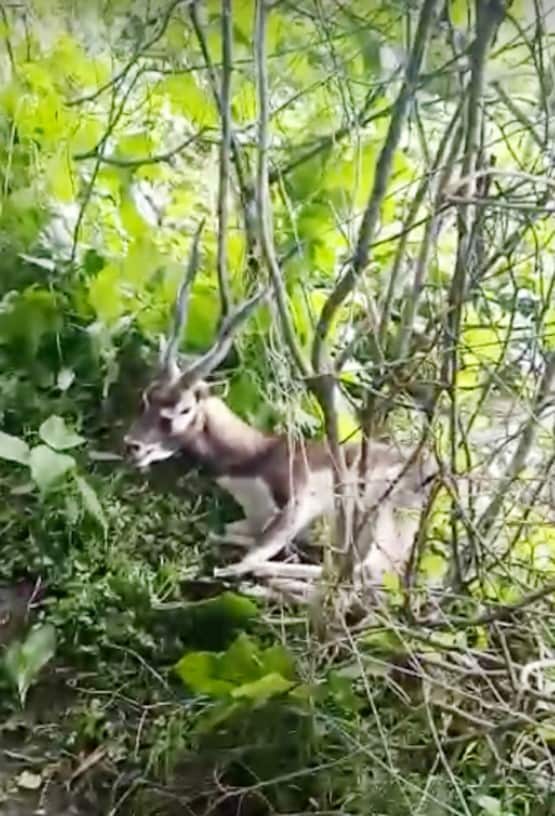 काले हिरण की मौत से सनसनी, वीडियो वायरल हुआ तो अफसरों की बोलती हुई बंद