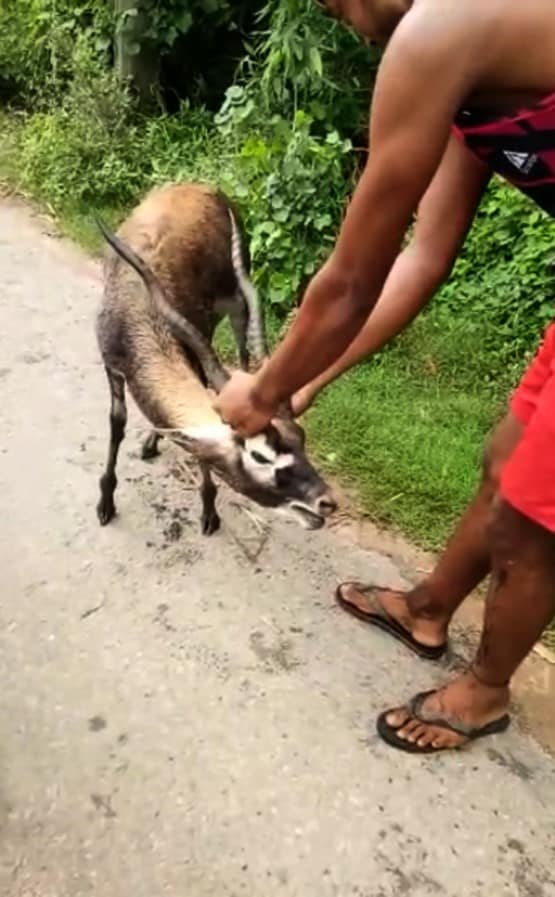 काले हिरण की मौत से सनसनी, वीडियो वायरल हुआ तो अफसरों की बोलती हुई बंद