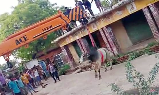 लड़ते-लड़ते छत पर चढ़ा सांड, 10 घंटे बाद क्रेन से किया रेस्क्यू
