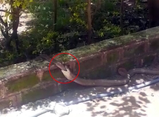 सांप ने खाया सांप, इस खूनी संघर्ष को देखकर लोग गए कांप