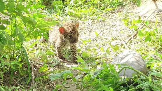 बकरी का दूध पीकर बड़े हो रहे तेंदुए के बच्चे, मां ने किया खुद से दूर