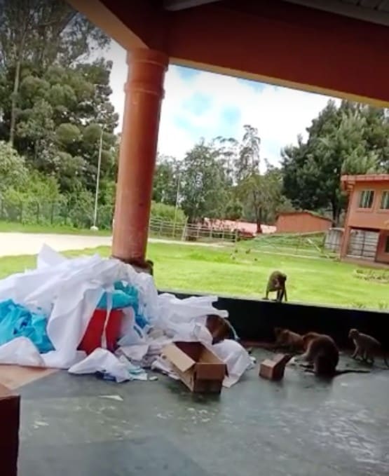 कोरोना सेंटर में PPE किट्स से खेलते दिखे बंदर, वीडियो वायरल