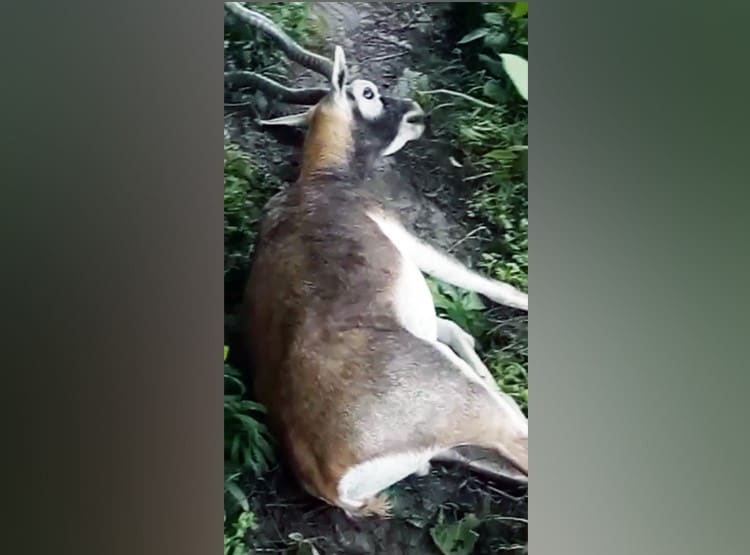 काले हिरण की मौत से सनसनी, वीडियो वायरल हुआ तो अफसरों की बोलती हुई बंद