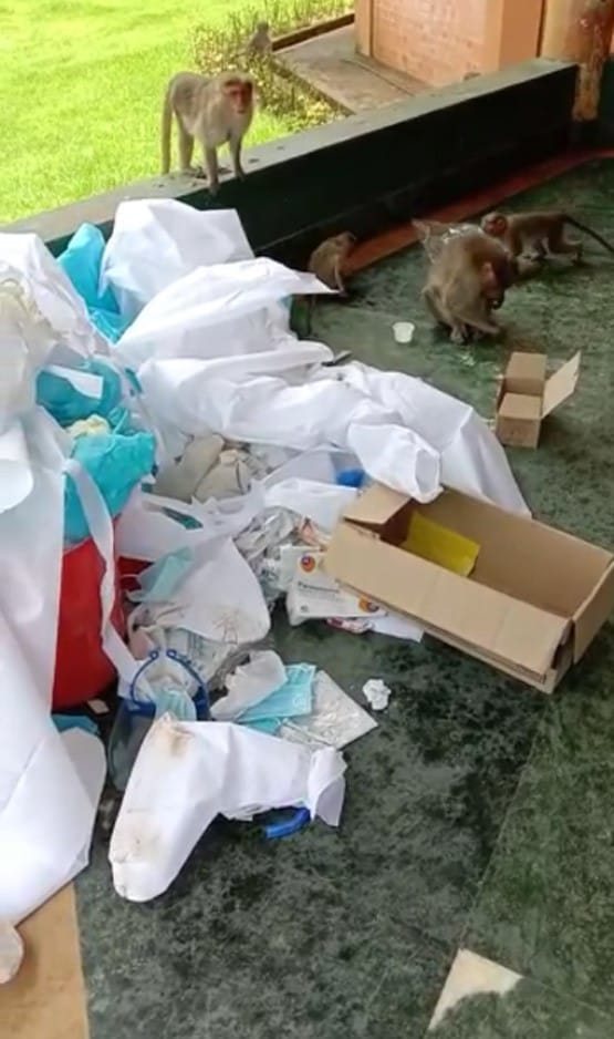 कोरोना सेंटर में PPE किट्स से खेलते दिखे बंदर, वीडियो वायरल