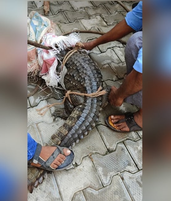 मोहल्ले की नाली में मिला मगरमच्छ, लोग लेने लगे सेल्फी