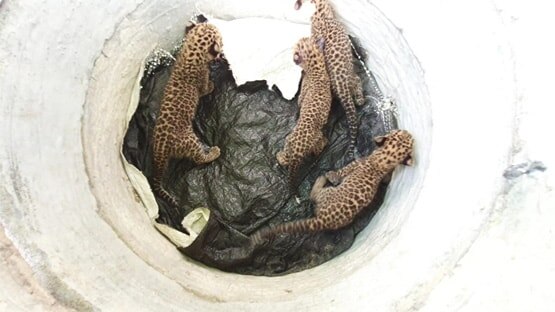 बकरी का दूध पीकर बड़े हो रहे तेंदुए के बच्चे, मां ने किया खुद से दूर