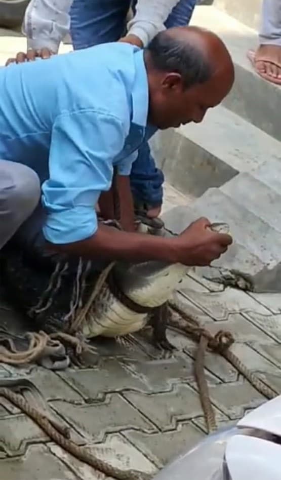 मोहल्ले की नाली में मिला मगरमच्छ, लोग लेने लगे सेल्फी
