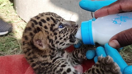 बकरी का दूध पीकर बड़े हो रहे तेंदुए के बच्चे, मां ने किया खुद से दूर