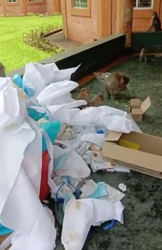 कोरोना सेंटर में PPE किट्स से खेलते दिखे बंदर, वीडियो वायरल