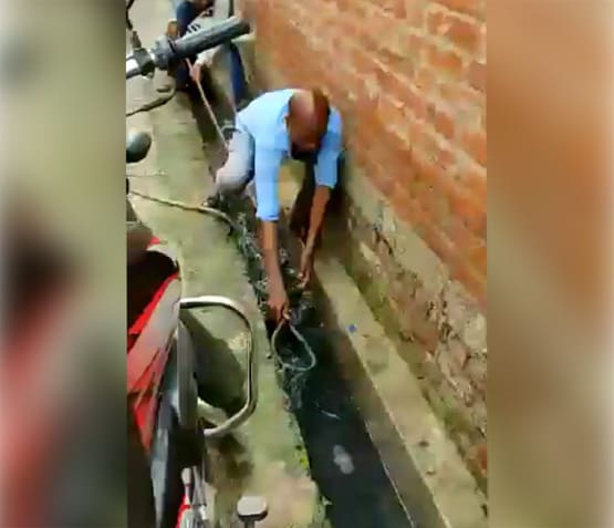 मोहल्ले की नाली में मिला मगरमच्छ, लोग लेने लगे सेल्फी