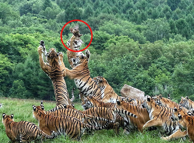 एक मुर्गी के पीछे पड़े 20 बाघ, पेट भरने के लिए मची होड़, देखें Photos