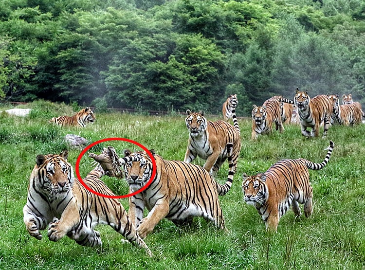 एक मुर्गी के पीछे पड़े 20 बाघ, पेट भरने के लिए मची होड़, देखें Photos