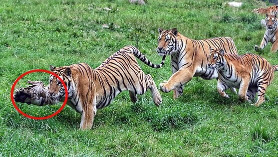 एक मुर्गी के पीछे पड़े 20 बाघ, पेट भरने के लिए मची होड़, देखें Photos