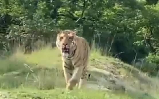 बांदीपुर नेशनल पार्क में बाघ का ऐसा वीडियो दिखा, लोग बोले- रोमांचक