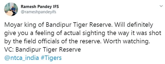 बांदीपुर नेशनल पार्क में बाघ का ऐसा वीडियो दिखा, लोग बोले- रोमांचक