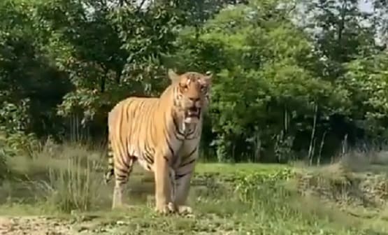 बांदीपुर नेशनल पार्क में बाघ का ऐसा वीडियो दिखा, लोग बोले- रोमांचक