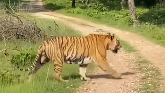 बांदीपुर नेशनल पार्क में बाघ का ऐसा वीडियो दिखा, लोग बोले- रोमांचक