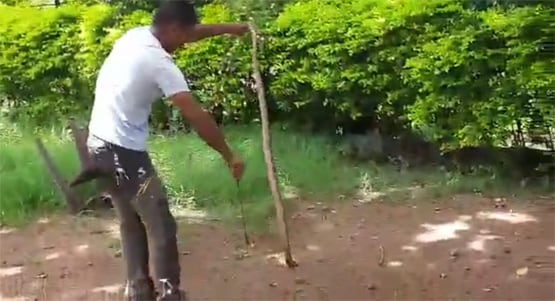 सांप ने खाया सांप, इस खूनी संघर्ष को देखकर लोग गए कांप