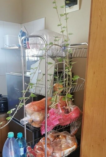 लॉकडाउन में बॉयफ्रेंड के साथ रहने गई महिला, आलुओं ने घर का किया ऐसा हाल