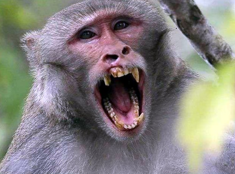 यूपी: बंदरों के झुंड ने गिराई दीवार, दबकर 5 लोगों की दर्दनाक मौत