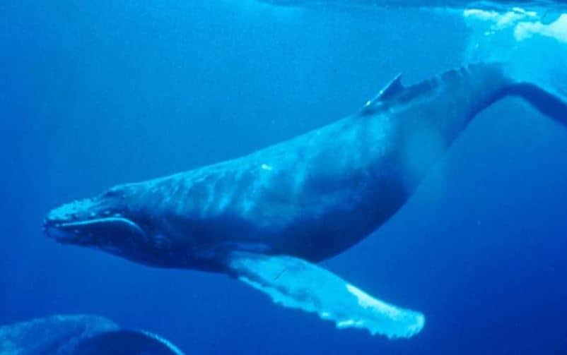 300 व्हेल मछलियों को मार डाला, समुद्र का पानी भी खून से हो गया लाल