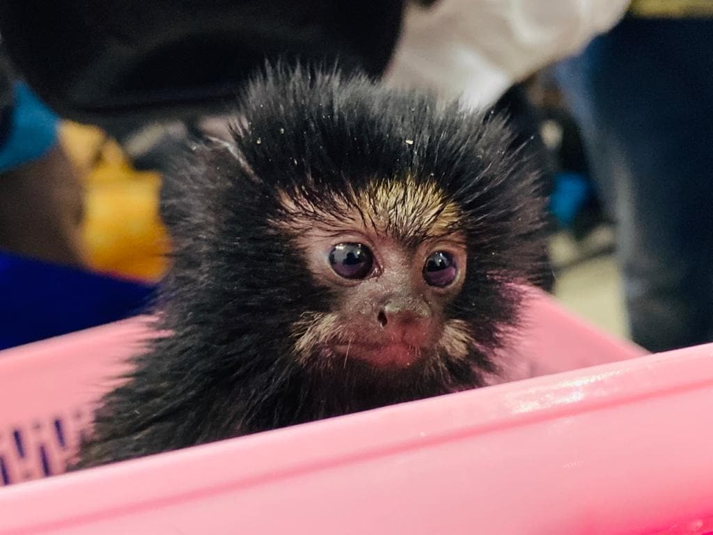 PETA की भारत को चेतावनी- अवैध 'वेट मार्केट' से आ सकती है नई महामारी