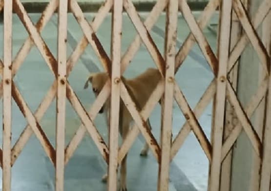 कोरोना मरीज कुत्ते के साथ वार्ड में बंद, ताला लगाकर स्टाफ गायब
