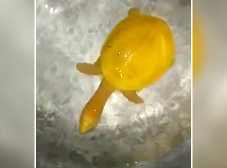 दुर्लभ पीले कछुए ने सोशल मीडिया पर मचा रखा है धमाल, क्या है इसका राज