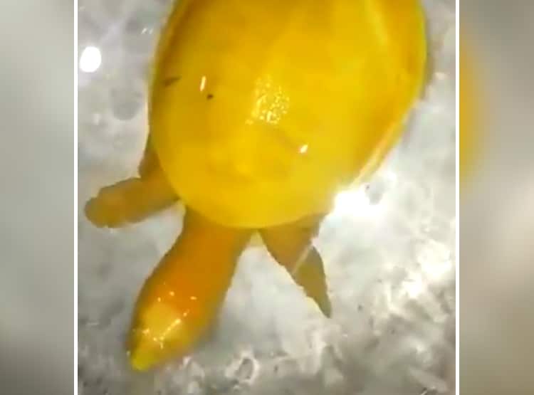 दुर्लभ पीले कछुए ने सोशल मीडिया पर मचा रखा है धमाल, क्या है इसका राज