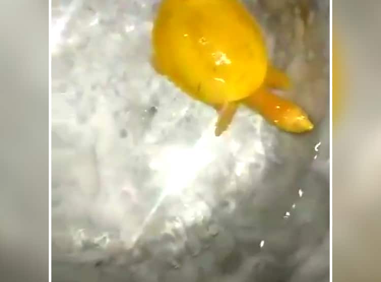 दुर्लभ पीले कछुए ने सोशल मीडिया पर मचा रखा है धमाल, क्या है इसका राज