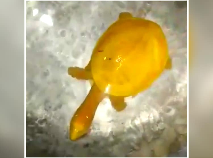 दुर्लभ पीले कछुए ने सोशल मीडिया पर मचा रखा है धमाल, क्या है इसका राज