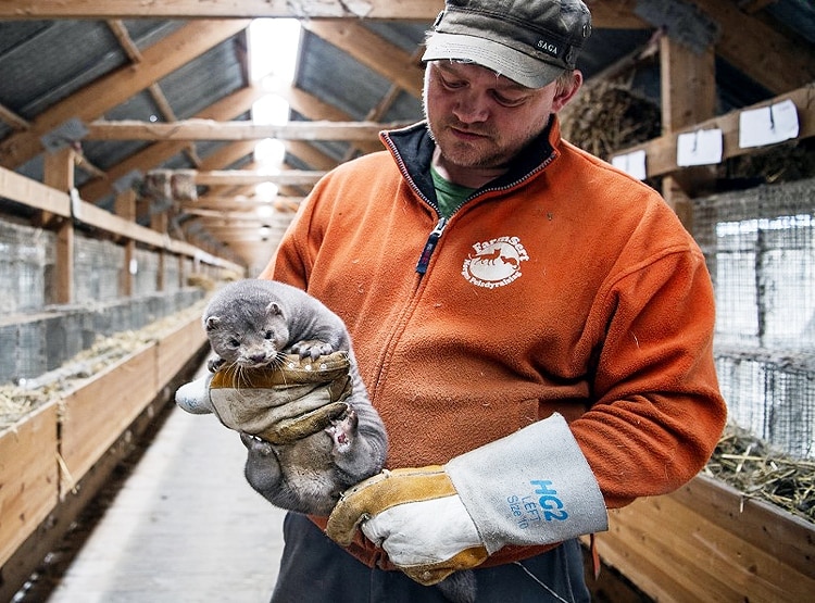 US में पहली बार ऊदबिलावों में कोरोना, वैज्ञानिक परेशान-संक्रमण फैला कैसे?