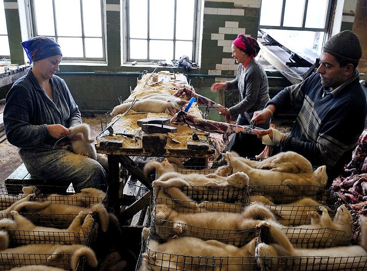 US में पहली बार ऊदबिलावों में कोरोना, वैज्ञानिक परेशान-संक्रमण फैला कैसे?