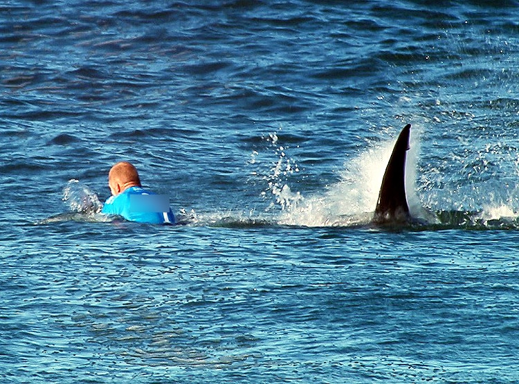 Surfer Punches Shark