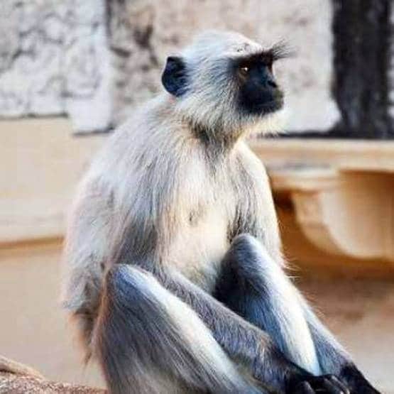 36 साल पहले बच्ची को लगाया गया था लंगूर का दिल, और फिर...