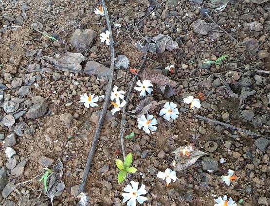 अयोध्या में PM मोदी लगाएंगे रोपेंगे पारिजात का पौधा, जानिए इसका महत्व