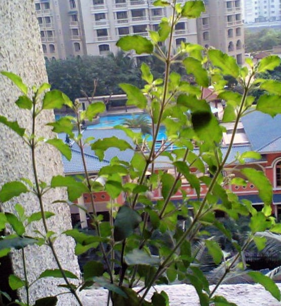 इन लोगों को घर में नहीं लगाना चाहिए तुलसी का पौधा, होता है नुकसान