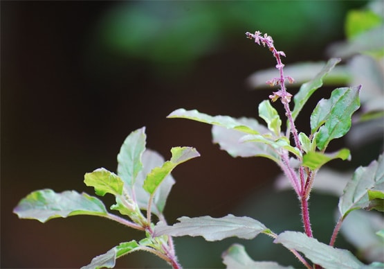 इन लोगों को घर में नहीं लगाना चाहिए तुलसी का पौधा, होता है नुकसान